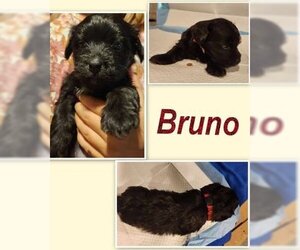 Medium Photo #1 Mutt Puppy For Sale in Lewistown, PA, USA