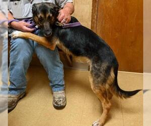 German Shepherd Dog Dogs for adoption in Victoria, TX, USA