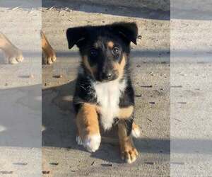 Collie-German Shepherd Dog Mix Dogs for adoption in Sandy, UT, USA