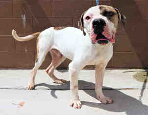 American Bulldog-Unknown Mix Dogs for adoption in Bowling Green, OH, USA