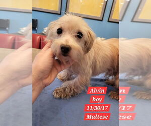 Maltese-Unknown Mix Dogs for adoption in Aurora, IN, USA