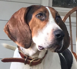 Treeing Walker Coonhound-Unknown Mix Dogs for adoption in Wakefield, RI, USA