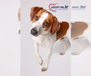 Beagle Dogs for adoption in Alexandria, VA, USA
