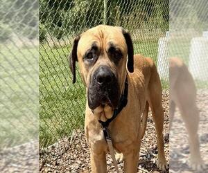 Mutt Dogs for adoption in Waterford, VA, USA