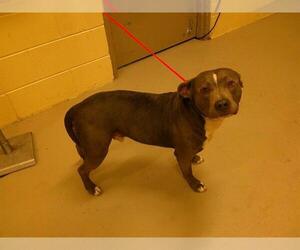 American Pit Bull Terrier-Unknown Mix Dogs for adoption in Sanford, FL, USA