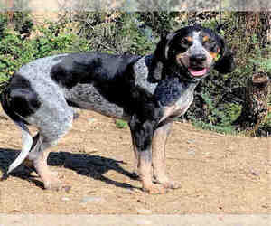 Bluetick Coonhound Dogs for adoption in Globe, AZ, USA