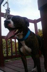 Bullboxer Pit Dogs for adoption in Iroquois, IL, USA