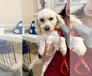 Poodle (Miniature) Dogs for adoption in Boca Raton, FL, USA