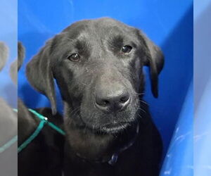 Labrador Retriever-Unknown Mix Dogs for adoption in Canton, CT, USA