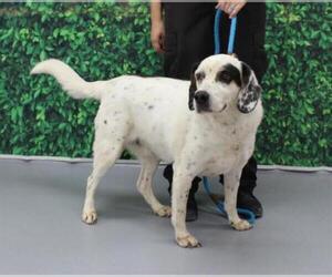 Pointer Dogs for adoption in Louisville, KY, USA