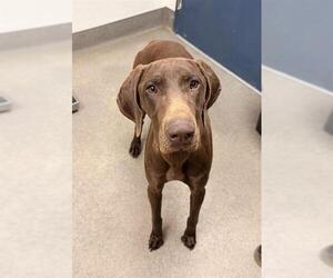 German Shorthaired Pointer Dogs for adoption in HESPERIA, CA, USA