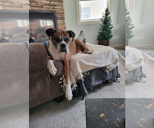 Boxer Dogs for adoption in Woodbury, MN, USA