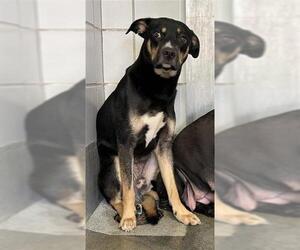 American Staffordshire Terrier-Unknown Mix Dogs for adoption in San Antonio, TX, USA