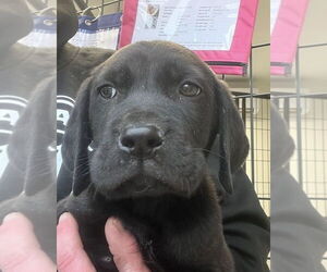 Labrador Retriever-Unknown Mix Dogs for adoption in Bolivar, MO, USA