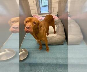 Dogue de Bordeaux Dogs for adoption in Pearland, TX, USA