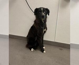 Great Pyrenees-Unknown Mix Dogs for adoption in HESPERIA, CA, USA