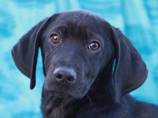 Small Basset Hound-Labrador Retriever Mix