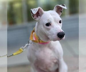 Mutt Dogs for adoption in Las Vegas, NV, USA