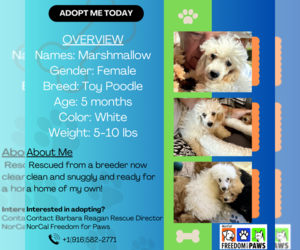 Poodle (Toy) Dogs for adoption in Rancho Cordova, CA, USA