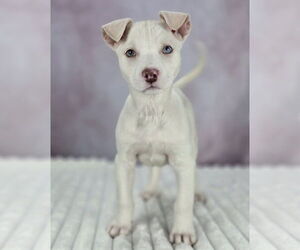 Border Terrier-Huskies Mix Dogs for adoption in Lakewood, CO, USA