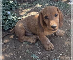 Dachshund Dogs for adoption in Hesperia, CA, USA