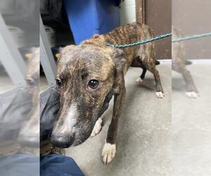 - Mix Dogs for adoption in Stockton, CA, USA