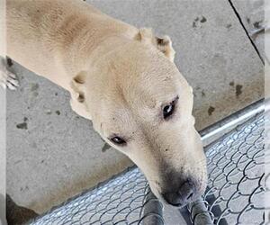 Mutt Dogs for adoption in Bakersfield, CA, USA