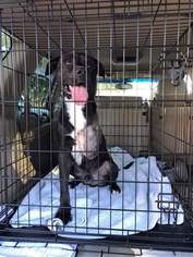 Mastador Dogs for adoption in Arlington, VA, USA