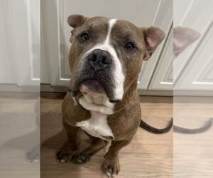 American Bulldog-Unknown Mix Dogs for adoption in Lakewood, CO, USA