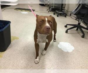 American Staffordshire Terrier Dogs for adoption in Riverside, CA, USA