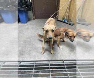 Mutt Dogs for adoption in Stockton, CA, USA