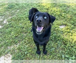Labrador Retriever-Unknown Mix Dogs for adoption in Ojai, CA, USA