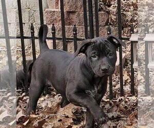 Medium Photo #1 Labrador Retriever-Staffordshire Bull Terrier Mix Puppy For Sale in Pottstown, PA, USA