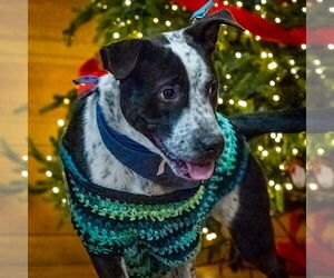 Mutt Dogs for adoption in Oak Bluffs, MA, USA