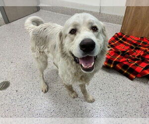 Great Pyrenees Dogs for adoption in Brighton, CO, USA