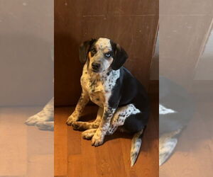 Beagle Dogs for adoption in Harrison, AR, USA