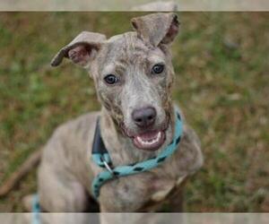Blue Lacy Dogs for adoption in Tallahassee, FL, USA