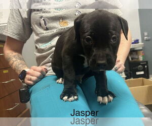 Mutt Dogs for adoption in Jackson Township, NJ, USA