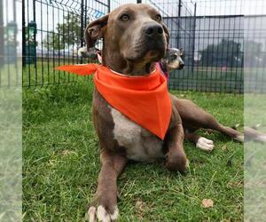 American Staffordshire Terrier-Unknown Mix Dogs for adoption in San Antonio, TX, USA
