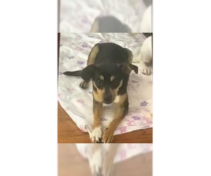 Chihuahua-Unknown Mix Dogs for adoption in New York, NY, USA