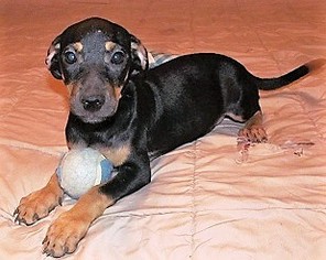 Chiweenie Dogs for adoption in Glenwood, GA, USA