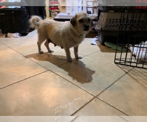 Puginese Dogs for adoption in The Woodlands, TX, USA