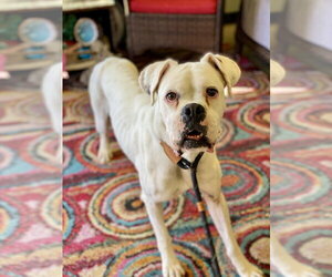 Boxer Dogs for adoption in Austin, TX, USA