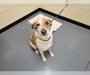 Australian Shepherd Dogs for adoption in Denver, CO, USA