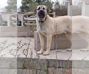 Bullmastiff Dogs for adoption in Poplar Bluff, MO, USA
