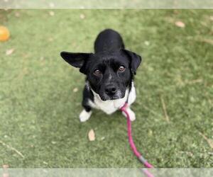 Chiweenie Dogs for adoption in Downey, CA, USA