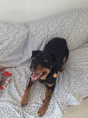 Labrottie Dogs for adoption in Williston, VT, USA
