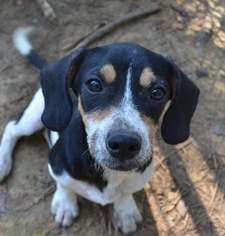 Bagle Hound Dogs for adoption in Yardley, PA, USA