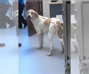 Great Pyrenees-Unknown Mix Dogs for adoption in Fayetteville, NC, USA