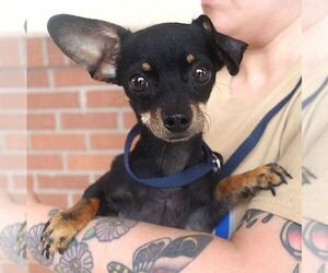 Chihuahua Dogs for adoption in Carrollton, TX, USA